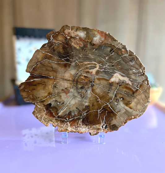 Petrified Wood Slab